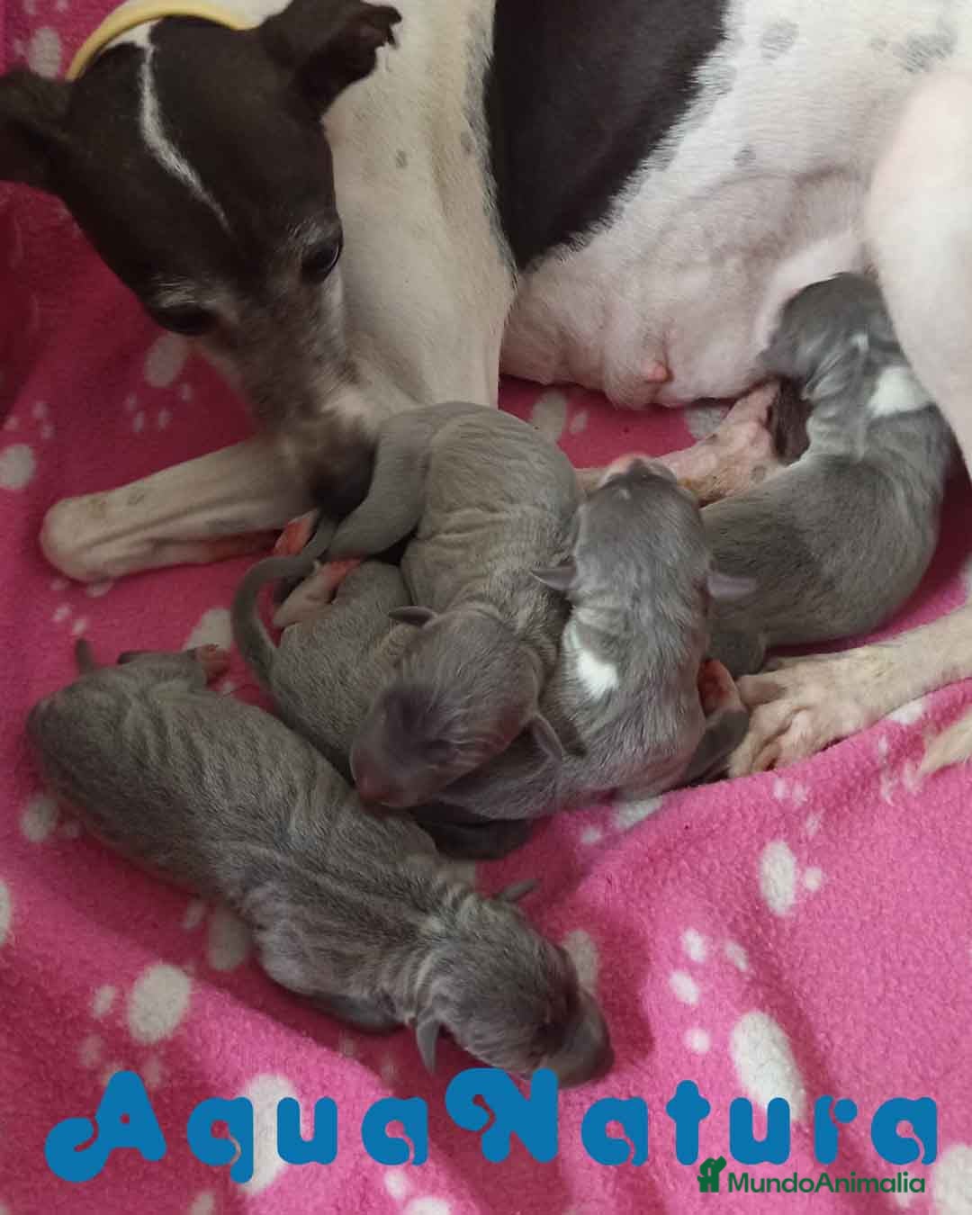 Pequeño Lebrel Italiano perros en venta: Camada Lebrel Italiano de BN y Omega AQUANATURA - Imagen 4