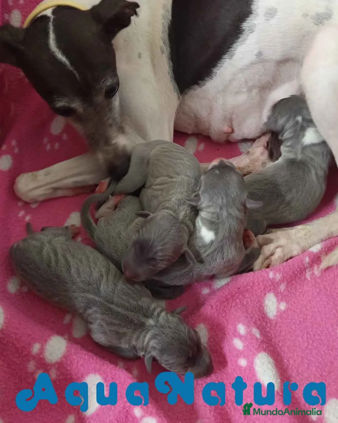 Pequeño Lebrel Italiano perros en venta: Camada Lebrel Italiano de BN y Omega AQUANATURA - Anuncio 4