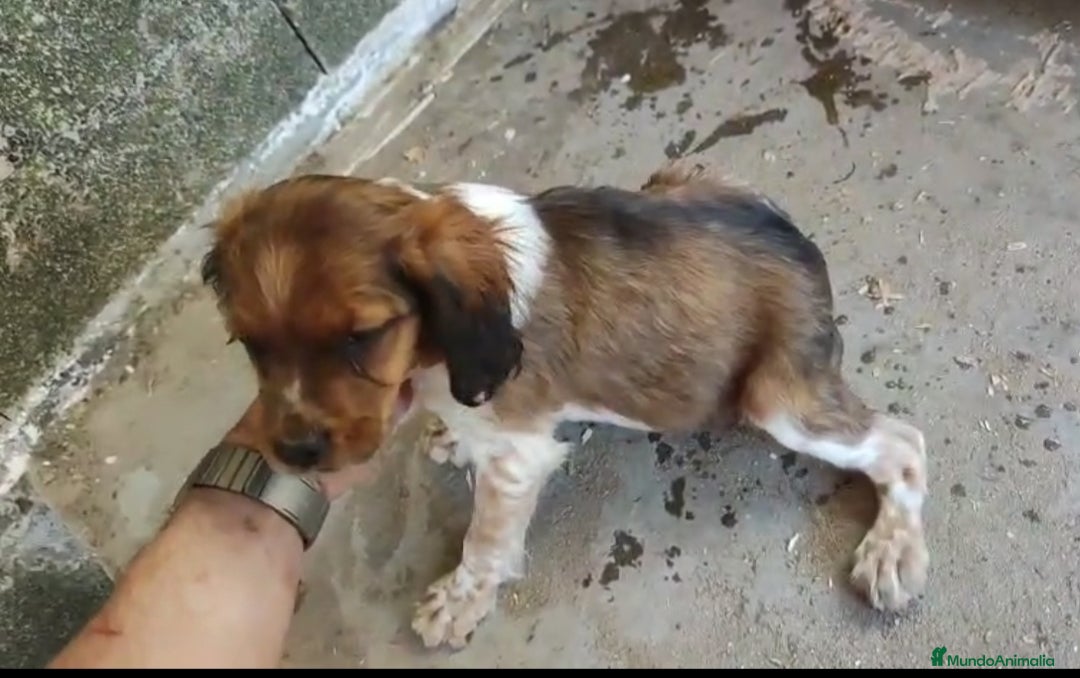 Épagneul Breton perros en venta: EPAGNEUL BRETON. CACHORROS  - Imagen 2