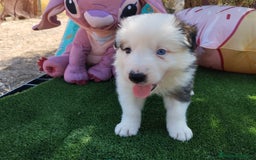 Border Collie perros en venta: Gran Camada de Border Collie - Imagen 6