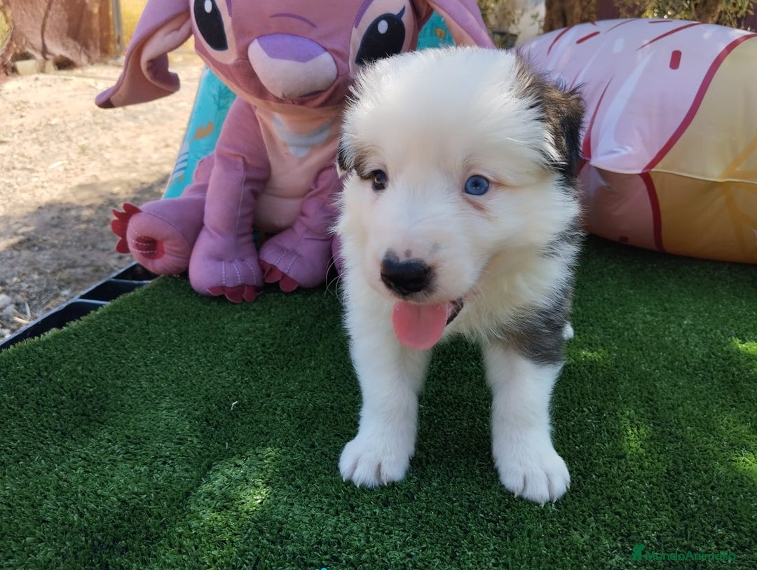 Border Collie perros en venta: Gran Camada de Border Collie - Imagen 6