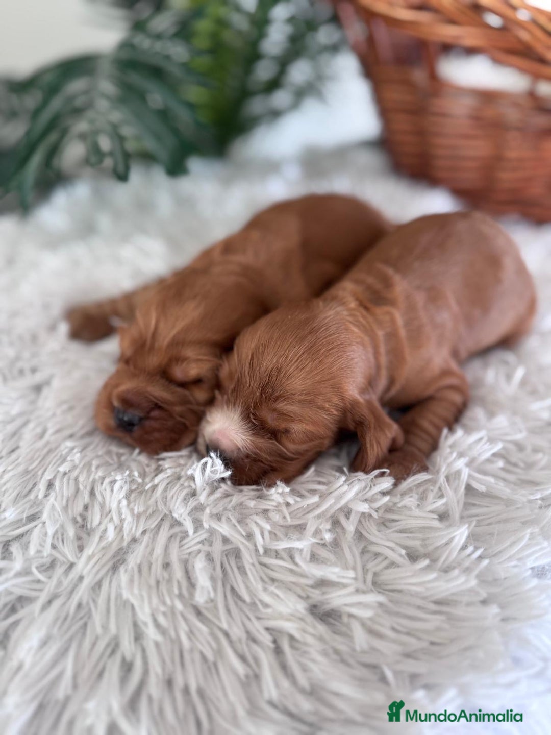 Cocker Spaniel Inglés perros en venta: COCKER SPANIEL INGLES - Anuncio 9