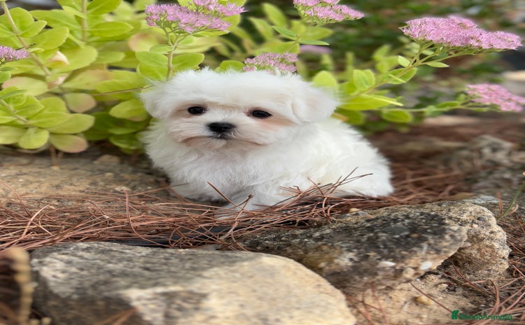 Bichón Maltés perros - Anuncio 2