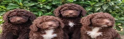 Perro de Agua Español perros en venta: Disponible perro agua  - Anuncio 1