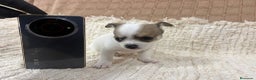 Chihuahua perros en venta: Chihuahua toy - Anuncio 11