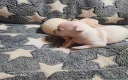Chihuahua perros en venta: Chihuahua  - Imagen 4
