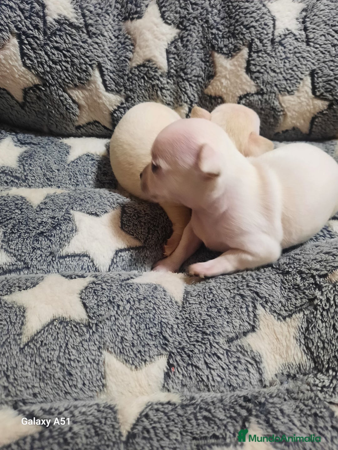Chihuahua perros en venta: Chihuahua  - Imagen 4