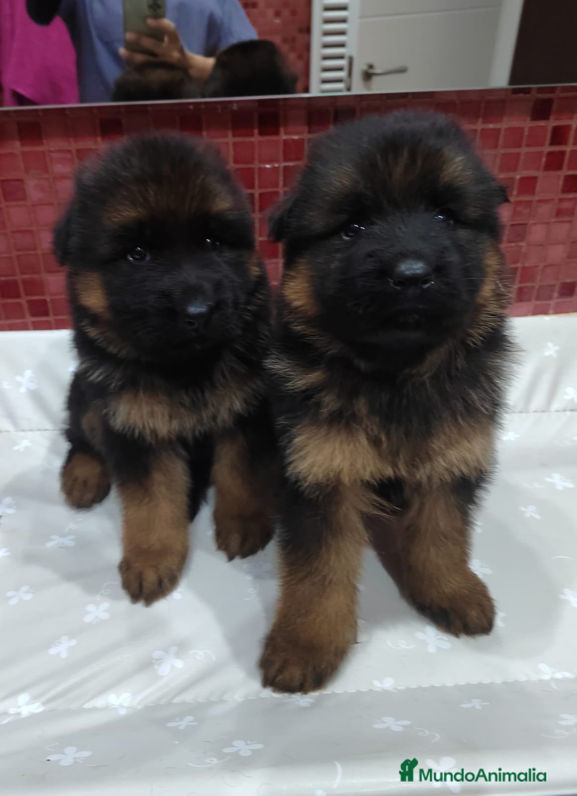 Pastor Alemán perros Pastor Alemán  - Anuncio 3