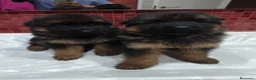 Pastor Alemán perros en venta: Último Cachorro  disponinle!! - Anuncio 1