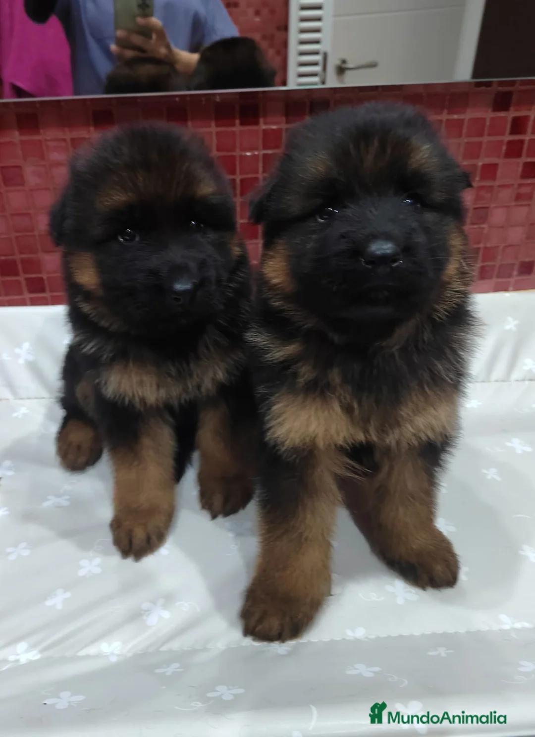 Pastor Alemán perros en venta: Último Cachorro  disponinle!! - Anuncio 1
