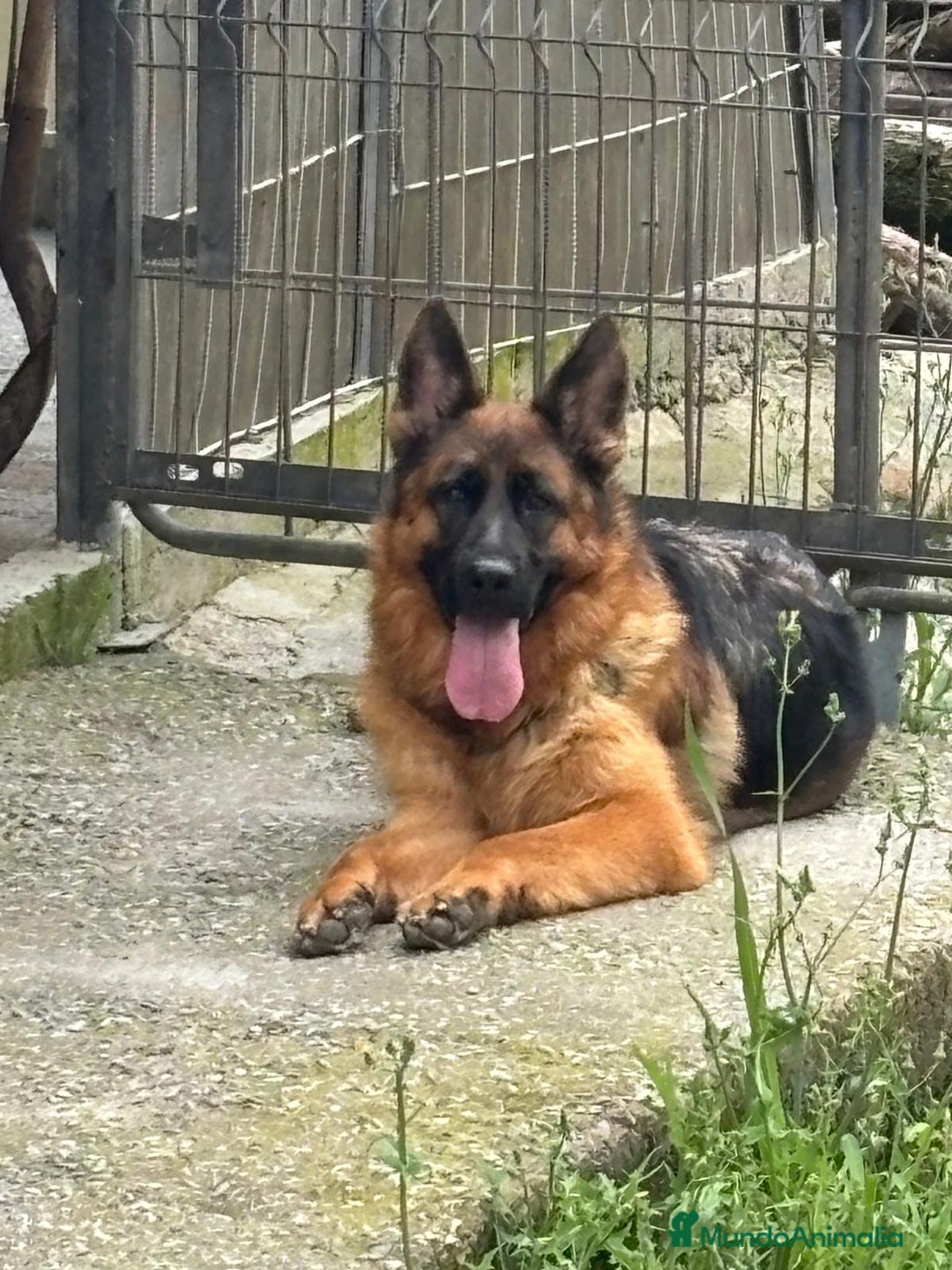 Pastor Alemán perros en venta: Pastores alemanes de CARMARGUT - Imagen 7