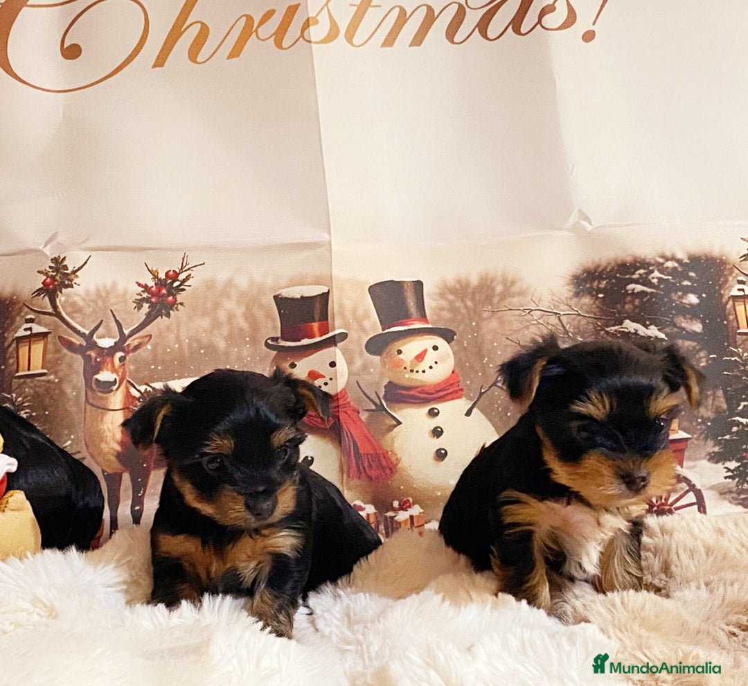 Yorkshire Terrier perros en venta: Cachorras de Yorshire - Anuncio 2