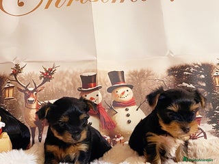 Yorkshire Terrier perros Cachorras de Yorshire - Anuncio 13