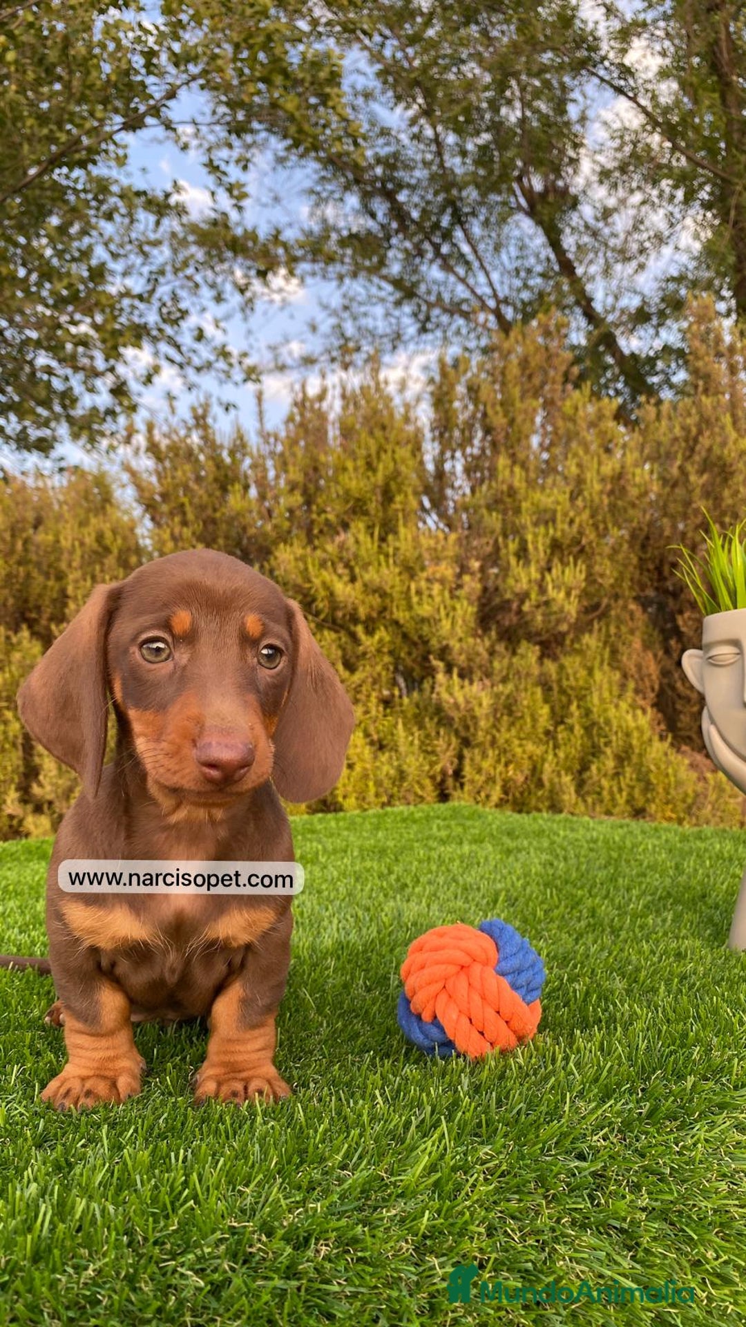 Teckel Miniatura perros en venta: TECKEL CHOCOLATE MACHO PEQUEÑO - Imagen 4