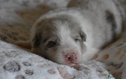 Border Collie perros en venta: cachorro rojo mirlo de Border Collie - Imagen 9