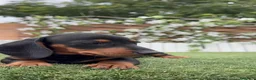 Teckel Miniatura perros en venta: TECKEL MINIATURA - MACHO - Anuncio 5