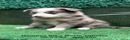 Border Collie perros en venta: BORDER COLLIE DE VILLA BIZNAGA. Hembra Blue Merle - Anuncio 1