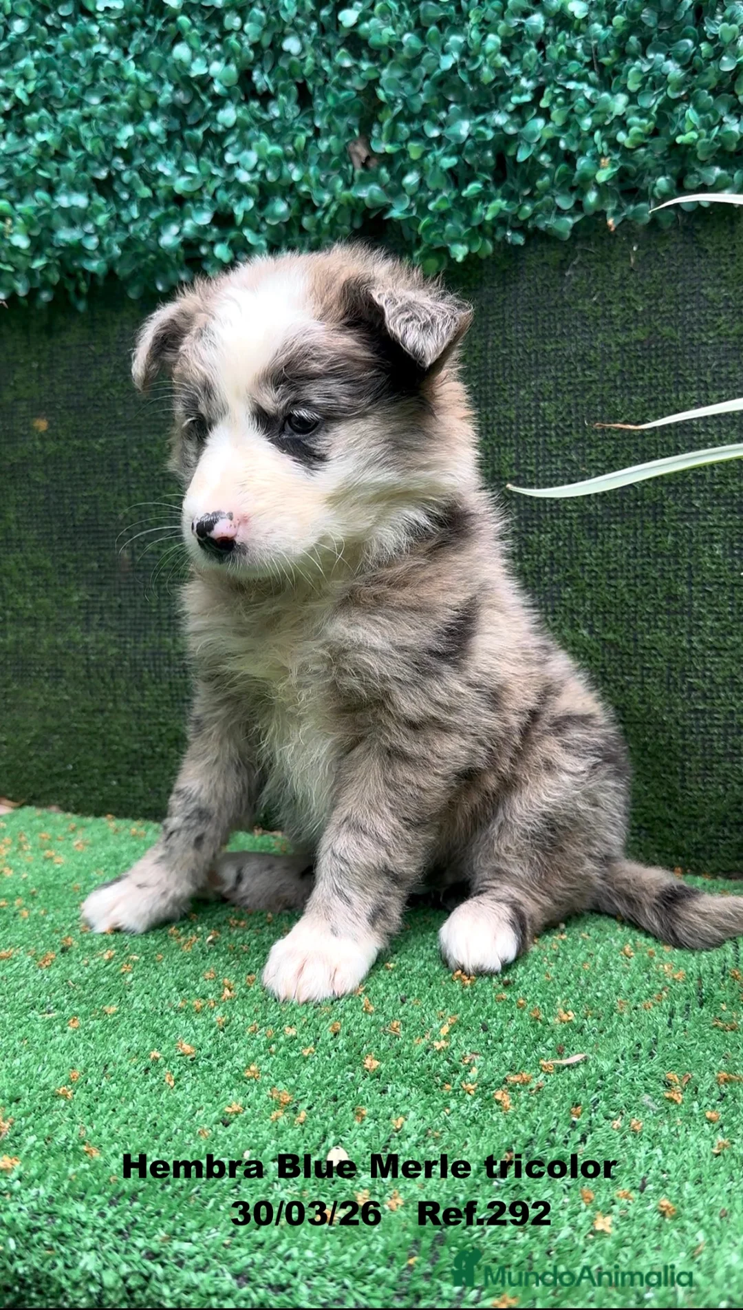 Border Collie perros en venta: BORDER COLLIE DE VILLA BIZNAGA. Hembra Blue Merle - Anuncio 1
