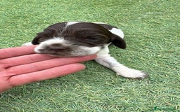 Cocker Spaniel Inglés perros en venta: Exclusivos 3 machos de cocker bicolor chocolate!! - Imagen 5