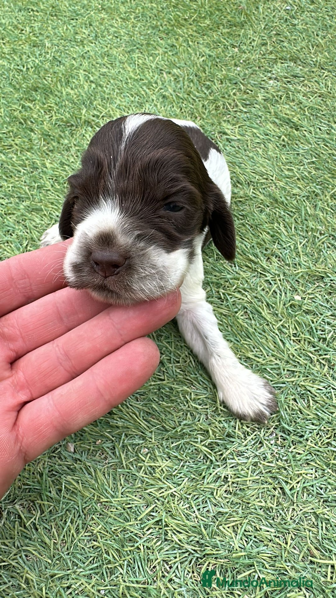 Cocker Spaniel Inglés perros en venta: Exclusivos 3 machos de cocker bicolor chocolate!! - Imagen 5