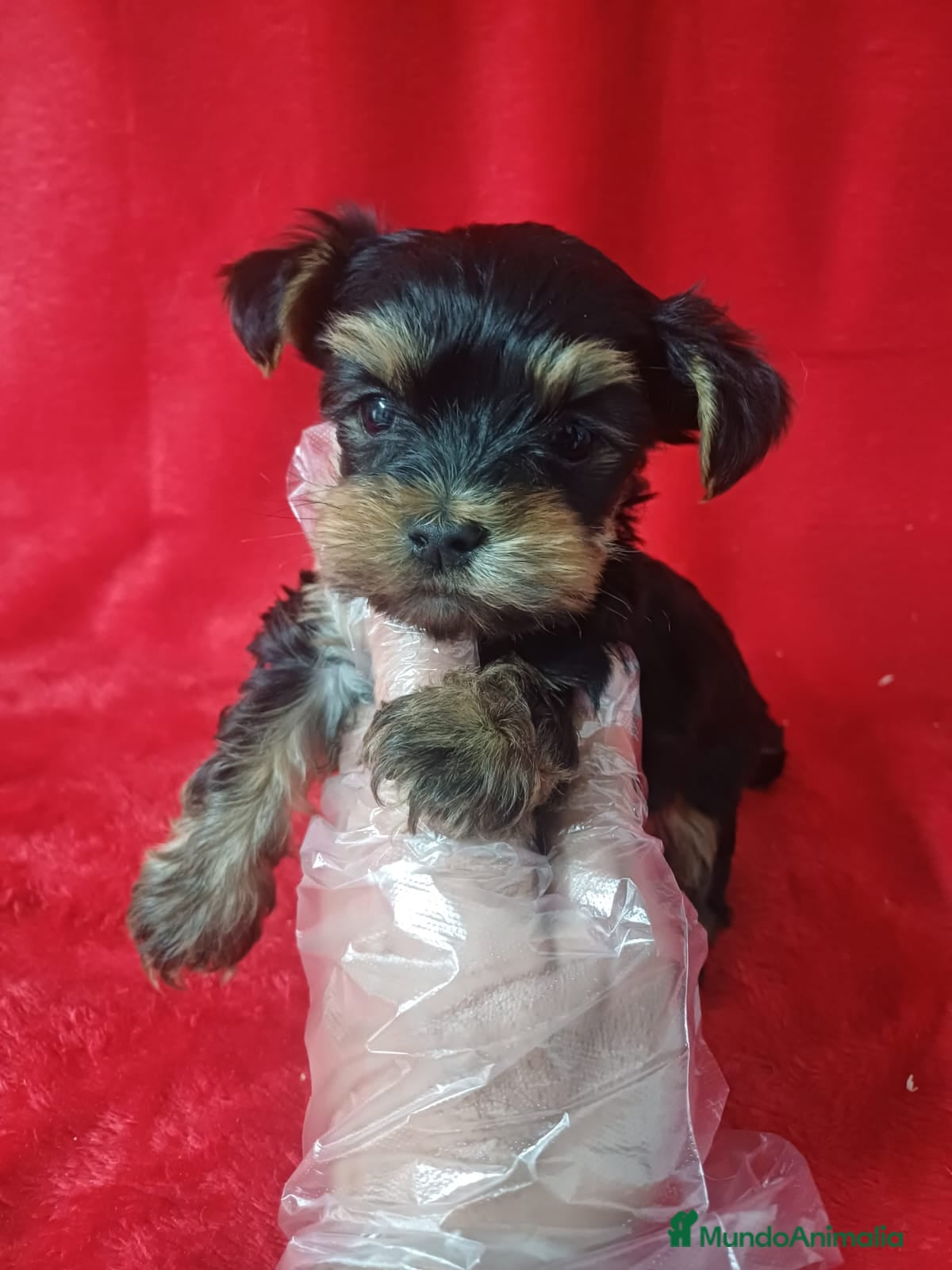 Yorkshire Terrier perros Yorkshire Mini  - Anuncio 1