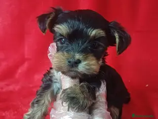 Yorkshire Terrier perros Yorkshire Mini - Anuncio 35