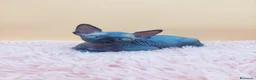 Sphynx gatos en venta: Precioso machito negro  - Anuncio 4