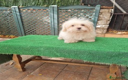 Maltipoo perros en venta: Maltipoo - Imagen 4