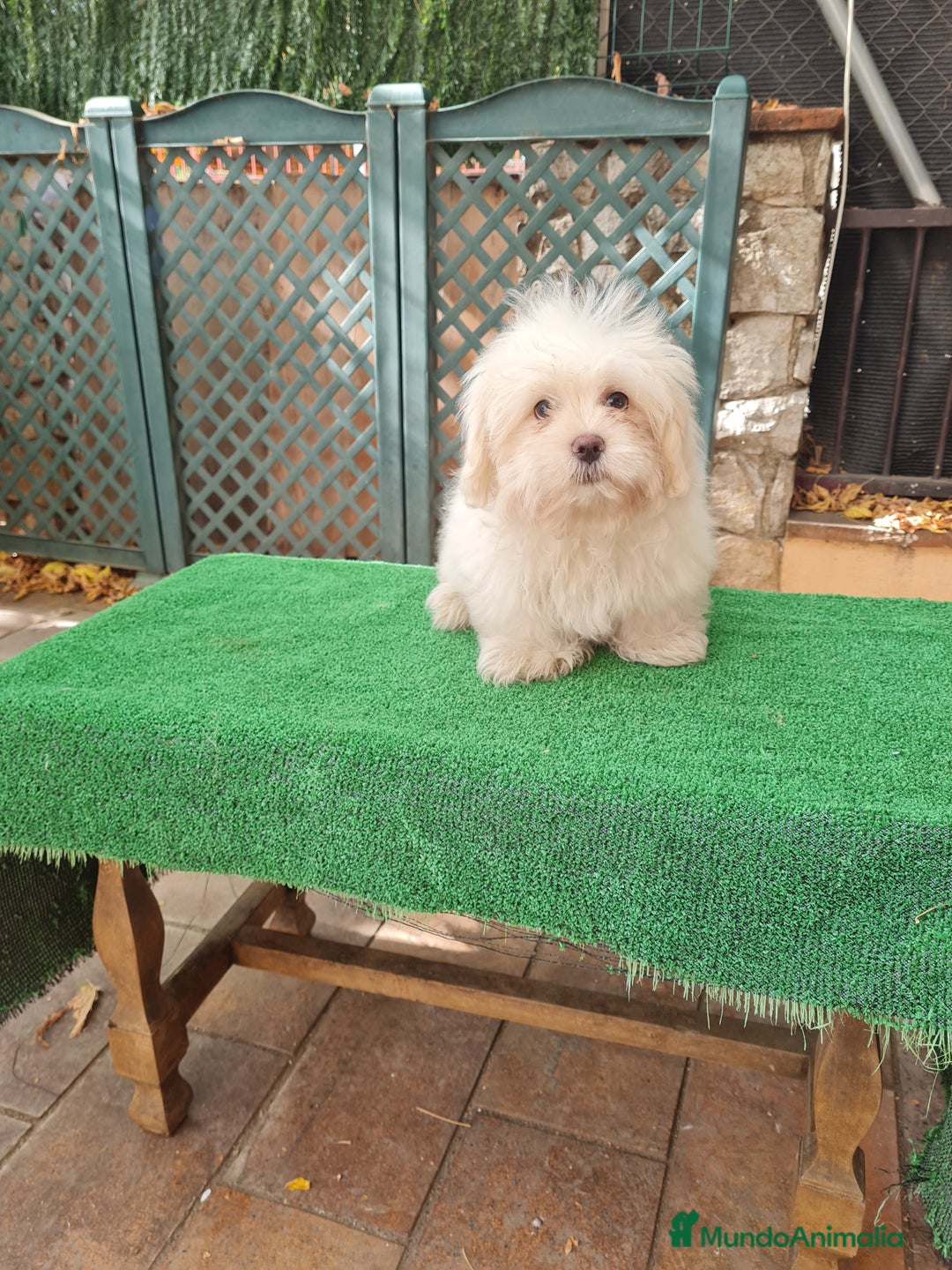Maltipoo perros en venta: Maltipoo - Imagen 4