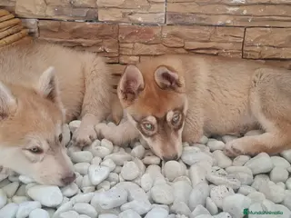 Husky Siberiano perros Husky siberiano - Anuncio 2