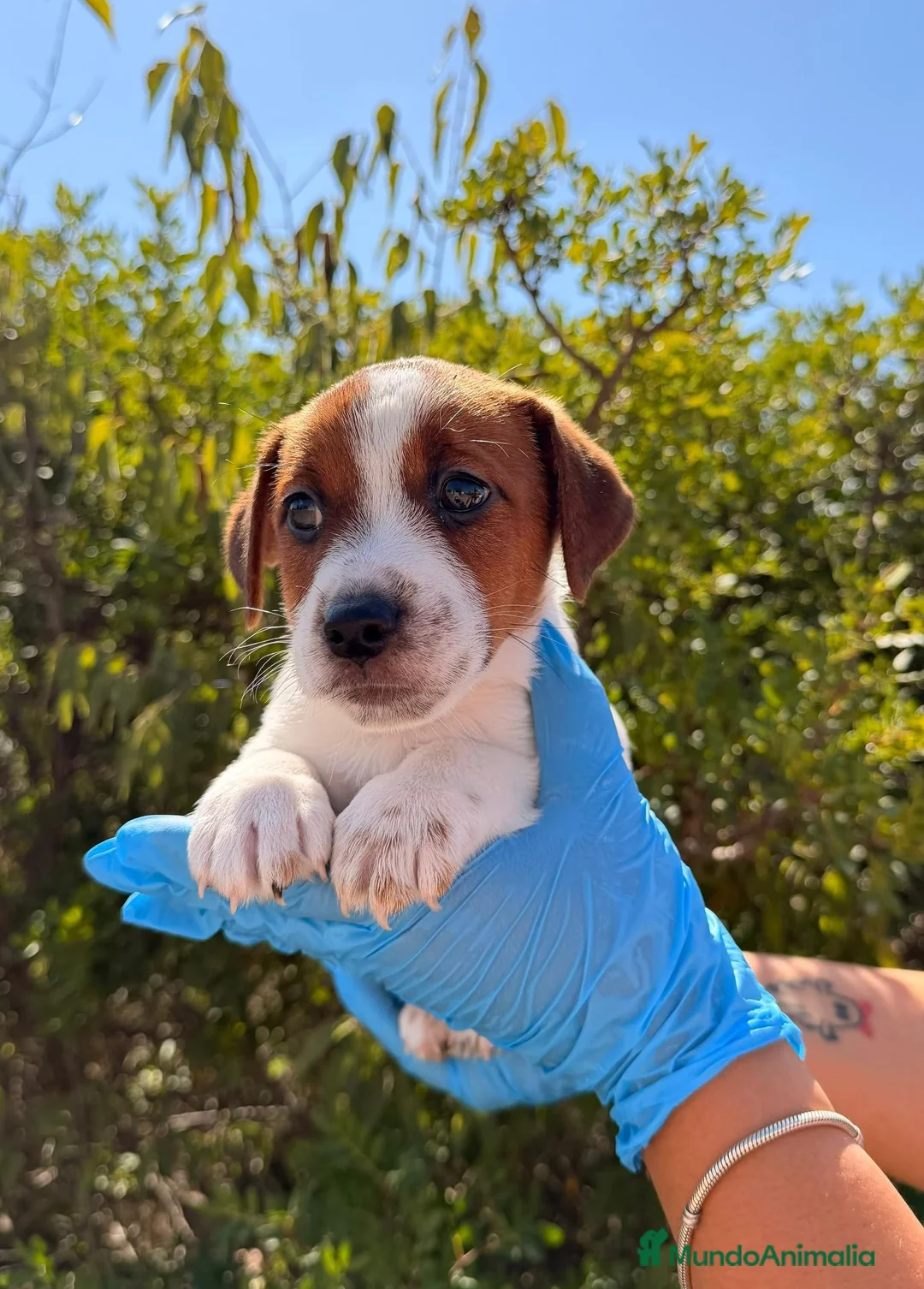 Jack Russell Terrier perros en venta: CAMADITA JACK RUSSELL TERRIER - Anuncio 2