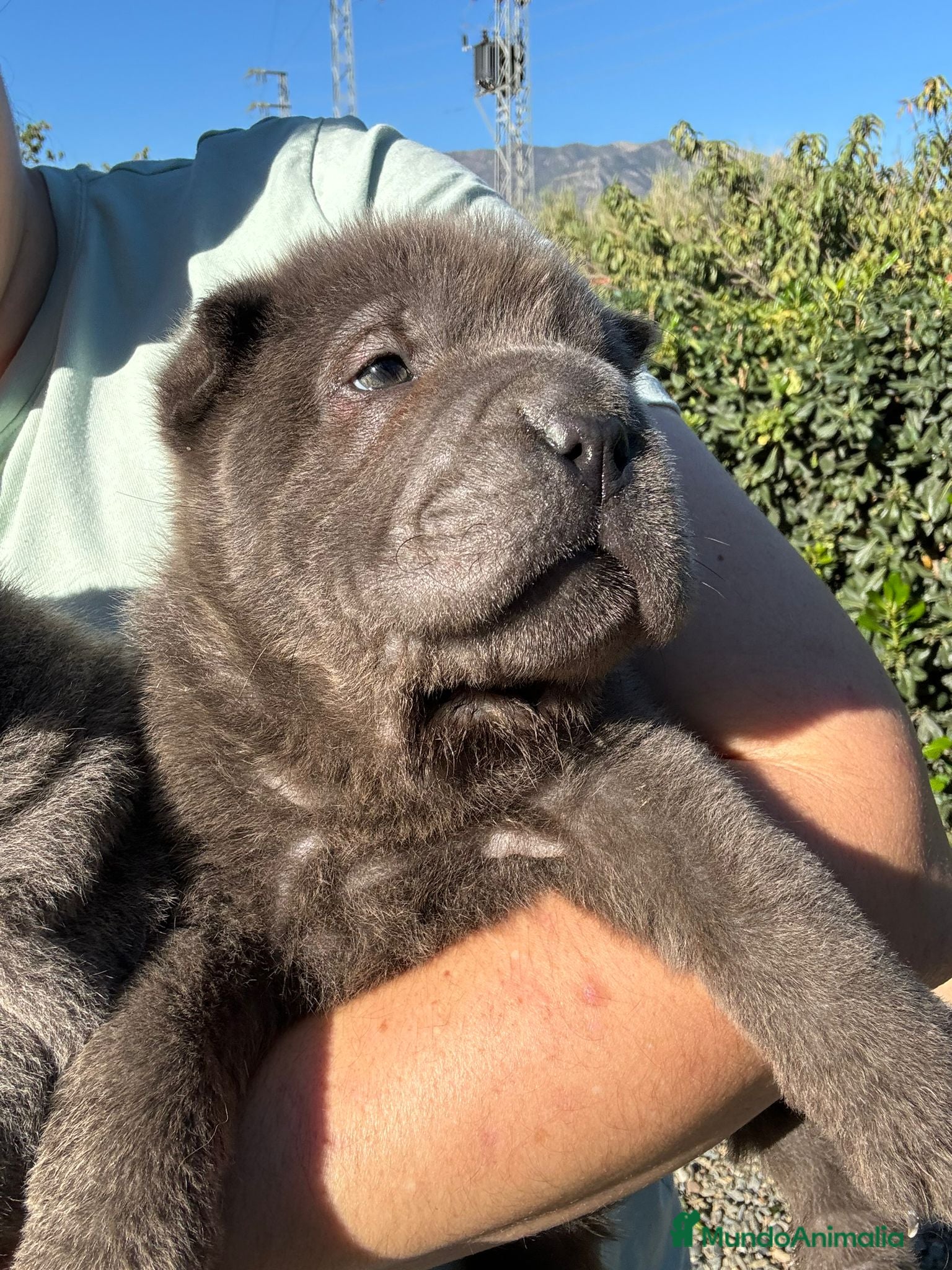 Shar Pei perros SHAR PEI AZULES OJOS VERDES en Málaga - Anuncio 28