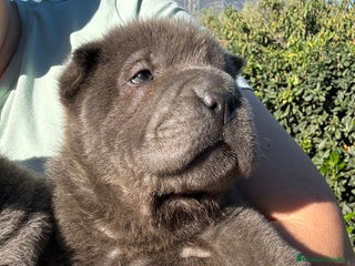 Shar Pei perros en Málaga - Anuncio 31