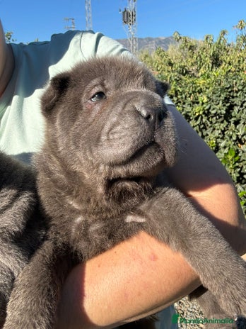 Shar Pei perros en Málaga - Anuncio 6