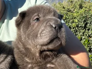 Shar Pei perros SHAR PEI AZULES OJOS VERDES en Málaga - Anuncio 34