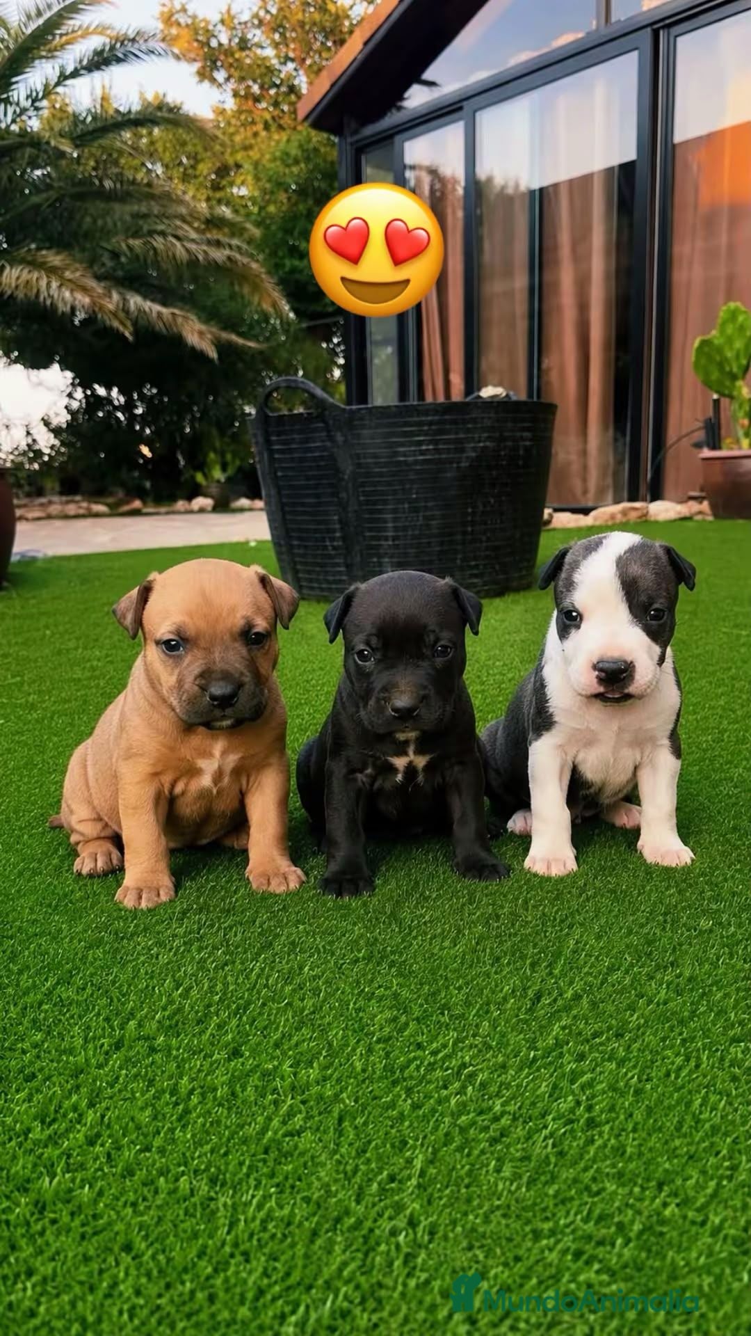 American Pit Bull Terrier perros Disponibles Pitbull XL - Anuncio 1