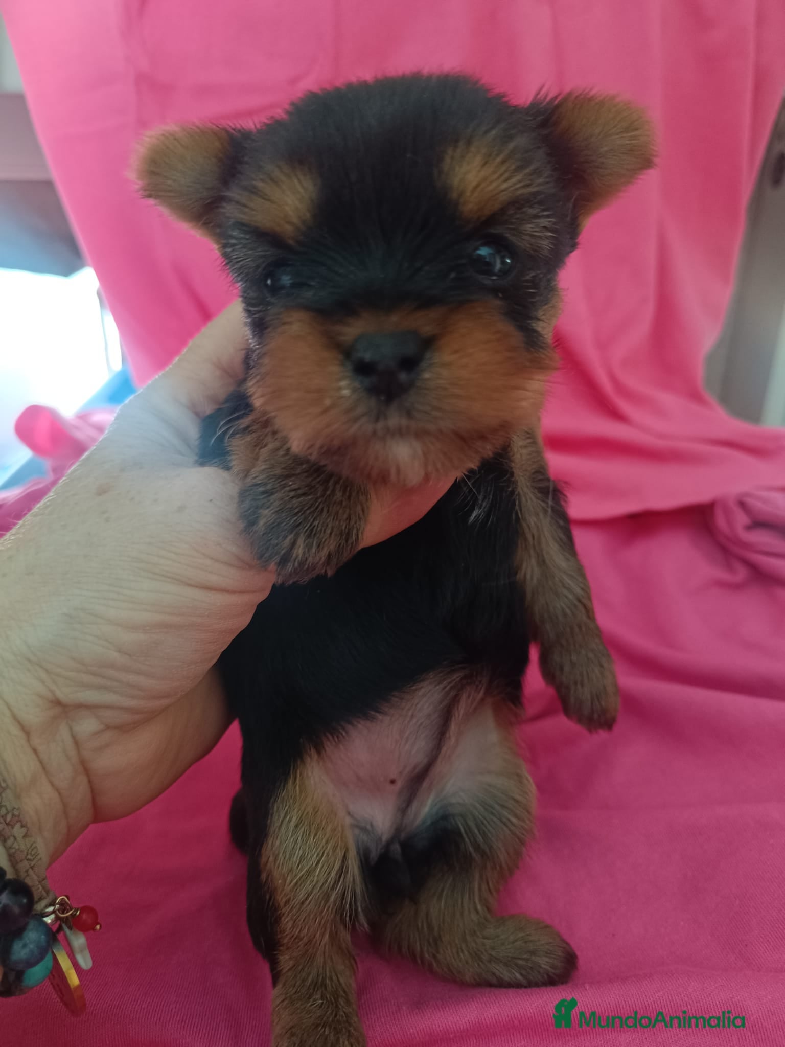 Yorkshire Terrier perros YORKSHIRE TERRIER  - Anuncio 2