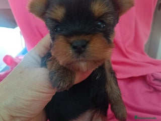 Yorkshire Terrier perros YORKSHIRE TERRIER - Anuncio 2