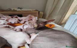 Sphynx gatos en venta: Gatitos sphyng  - Imagen 1