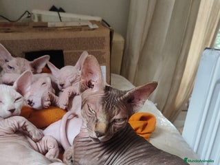 Sphynx gatos - Anuncio 1