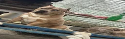 American Pit Bull Terrier perros en venta: Pitbull xl merlets - Anuncio 4