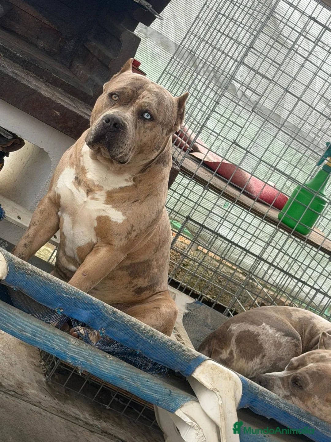 American Pit Bull Terrier perros en venta: Pitbull xl merlets - Anuncio 4