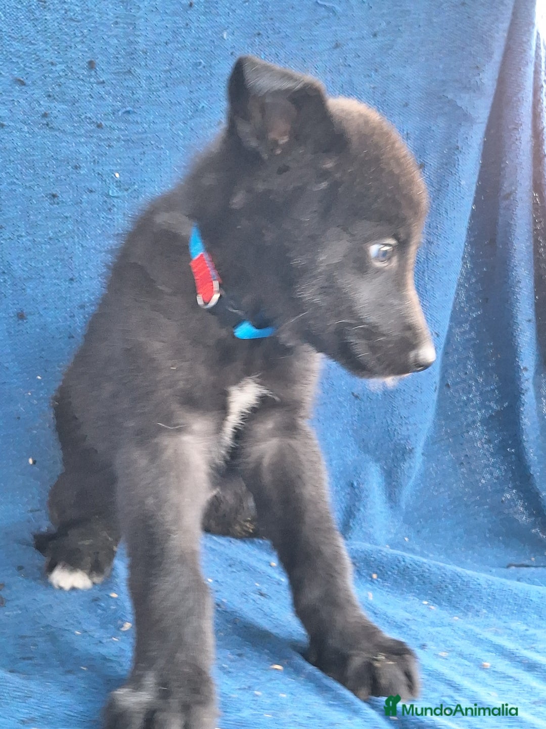 Otras razas perros en venta: PERRO LOBO AMERICANO  - Anuncio 8