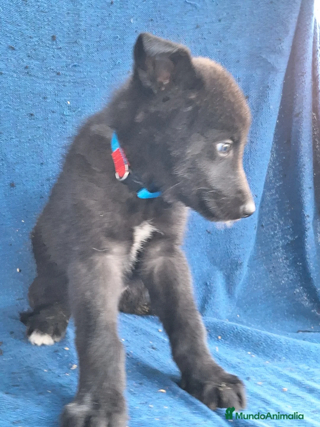Otras razas perros en venta: PERRO LOBO AMERICANO  - Anuncio 8