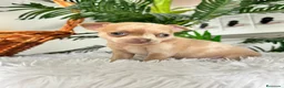 Chihuahua perros en venta: CHIHUAHUA MERLE MACHO - Anuncio 4