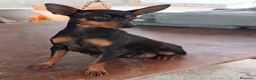 Pinscher Miniatura perros en venta: Mini Pincher  - Anuncio 2