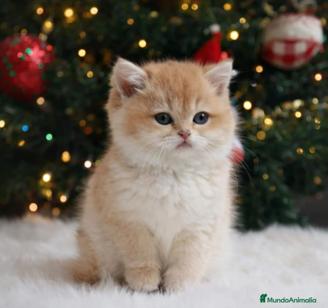 Persa gatos en venta: Hembra Persa Chinchilla - Anuncio 3