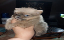 Pomerania perros en venta: Preciosas camada de pomerania  - Imagen 5