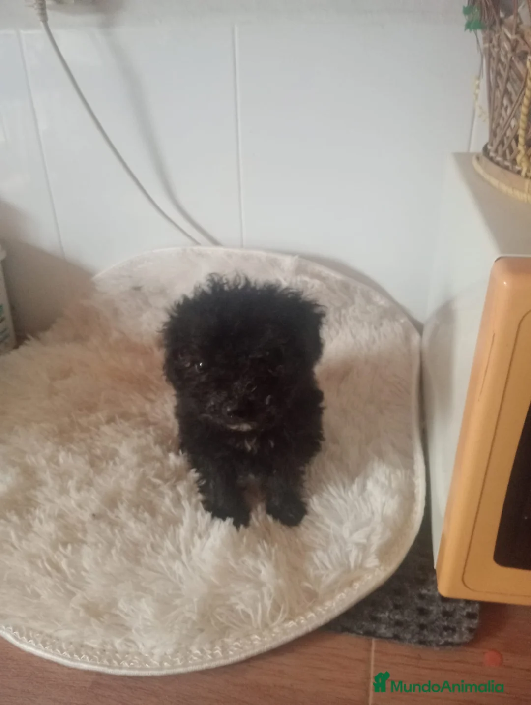 Perro de Agua Español perros en venta: Perro de agua  - Anuncio 2