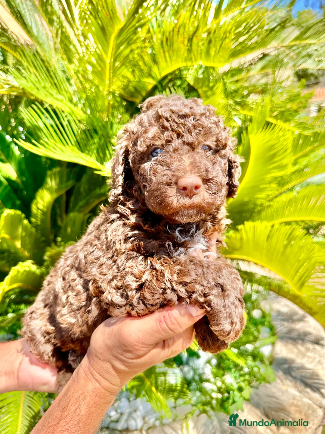 Perro de Agua Español perros en venta: Perro de Agua - Anuncio 1